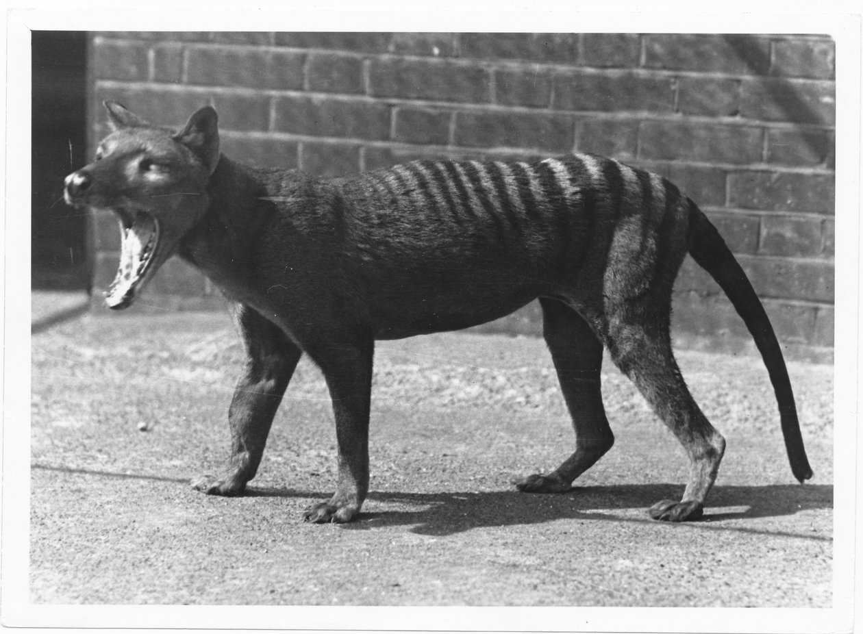 Den nu utdöda tasmanska tigern, eller tylacin, 1914 av Frederick William Bond