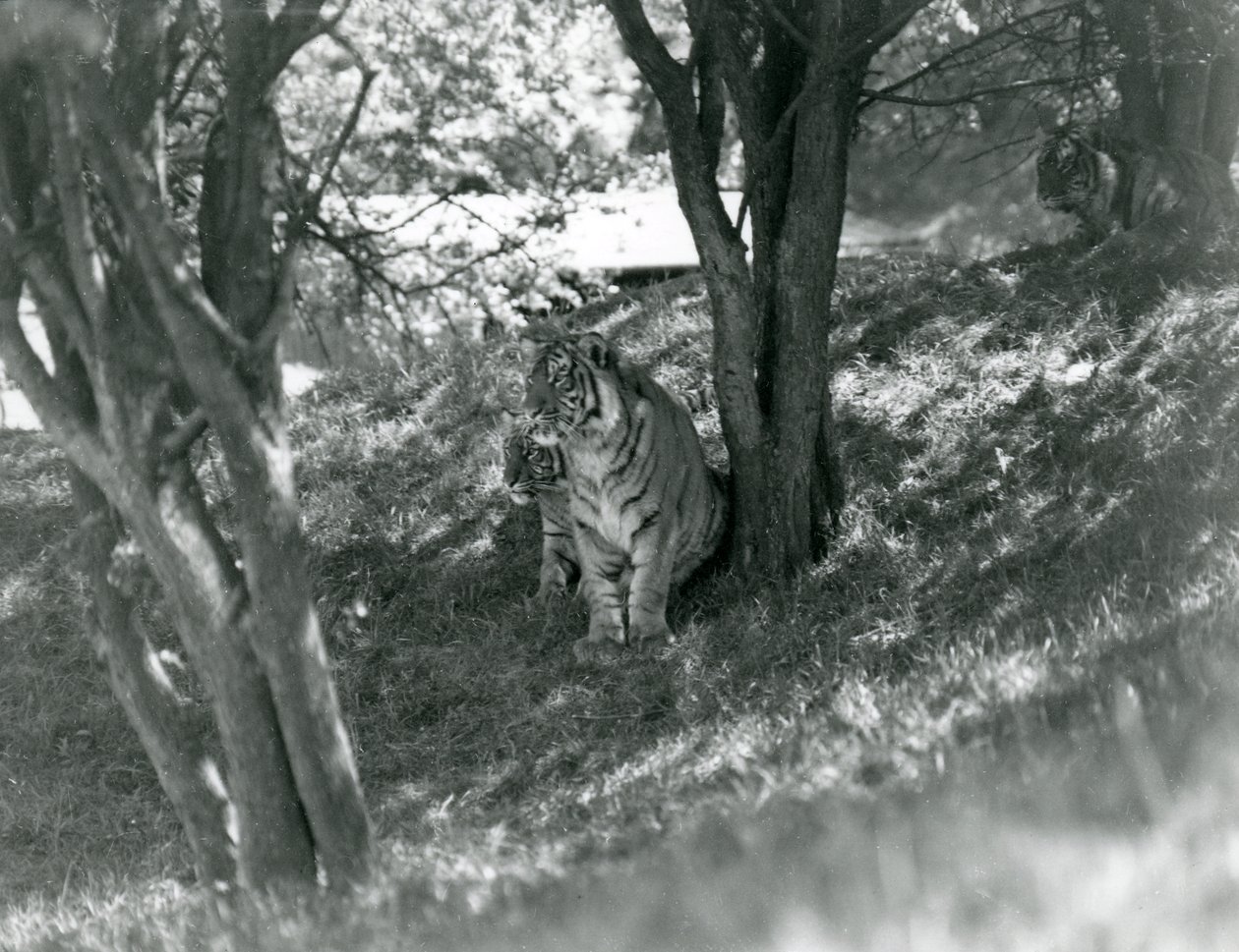 Tre tigrar vilar under små träd i deras nya inhägnad vid Whipsnade, maj 1934. av Frederick William Bond