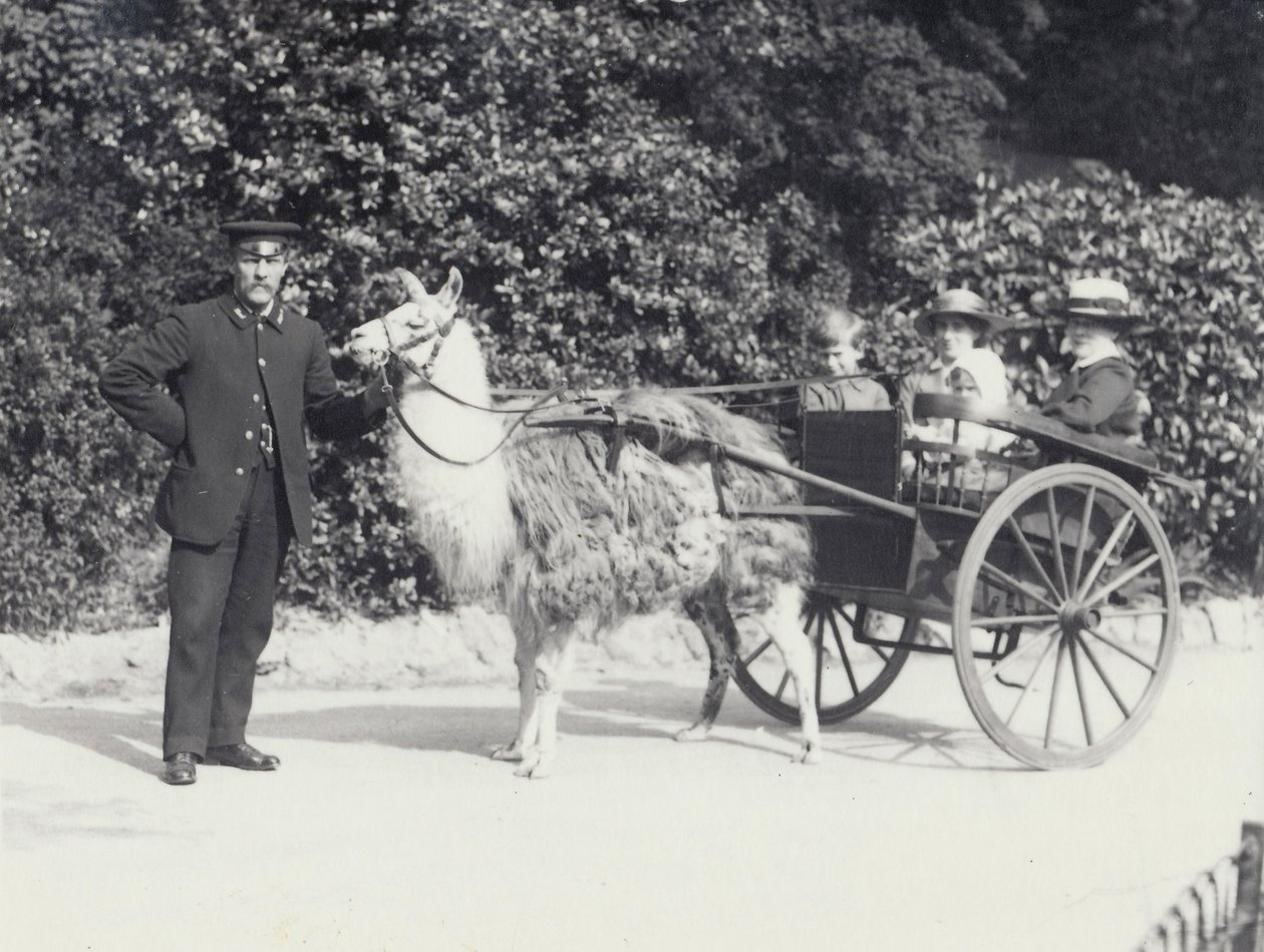 Tre besökare, inklusive en ung pojke, åker i en vagn dragen av en lama med en djurhållare, London Zoo, maj 1914 av Frederick William Bond