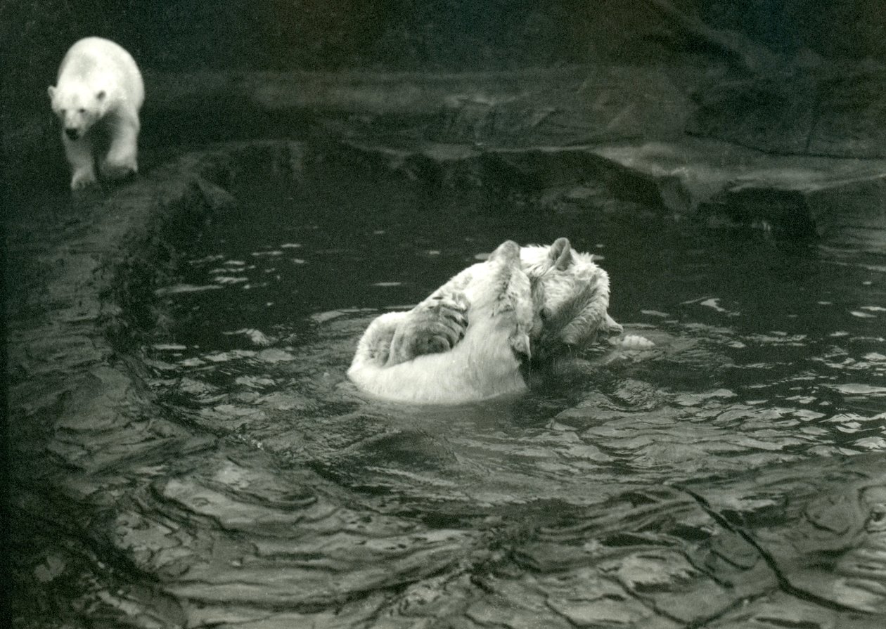 Två isbjörnar leker i sin pool medan en annan går förbi, London Zoo, juni 1922. av Frederick William Bond