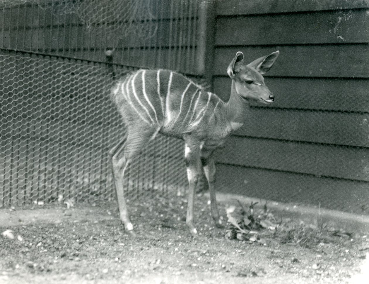Unga Lesser Kudu på London Zoo, 1914. av Frederick William Bond