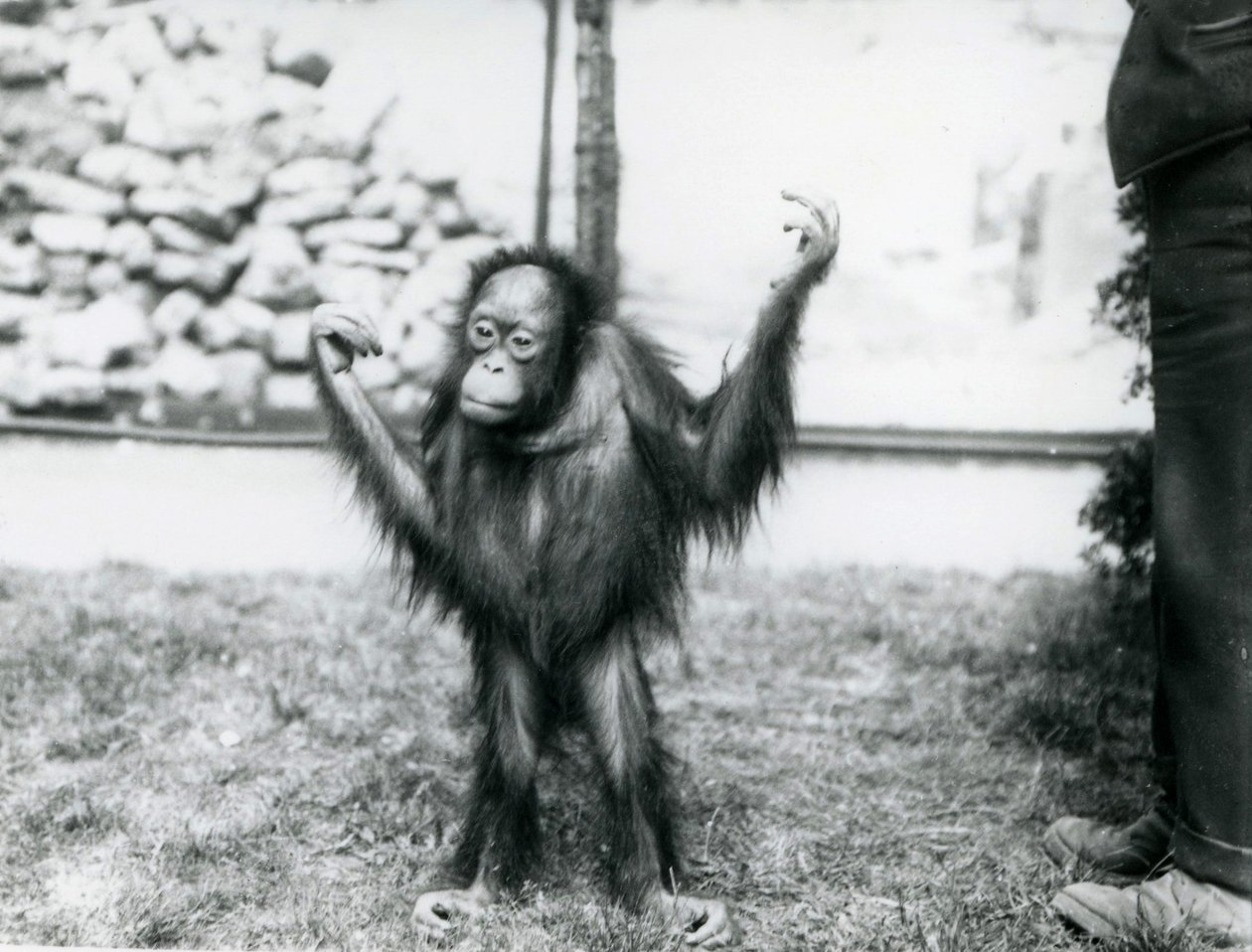 Unga orangutanger i London Zoo, juni 1915 av Frederick William Bond