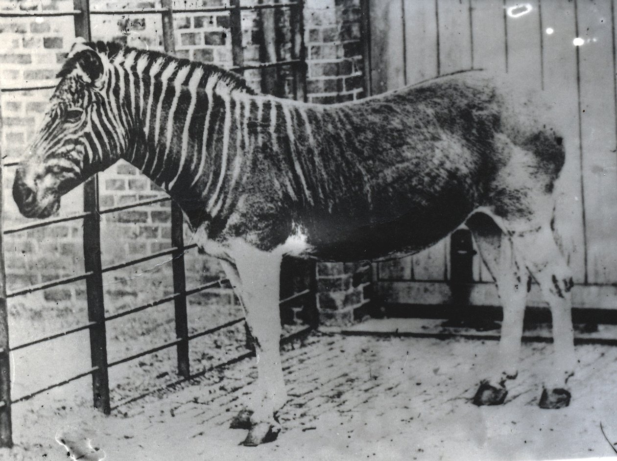 Quagga på ZSL London Zoo, förmodligen sommaren 1870 (bw foto) av Frederick York
