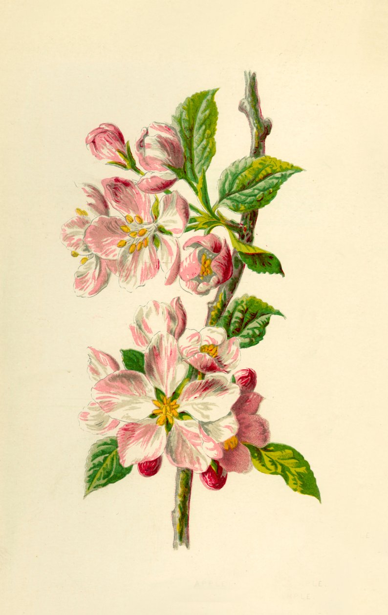 Apple, 1877. av Frederick Edward Hulme
