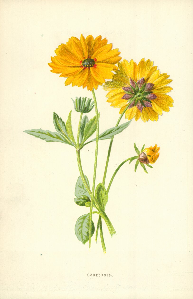 Coreopsis frø av Frederick Edward Hulme