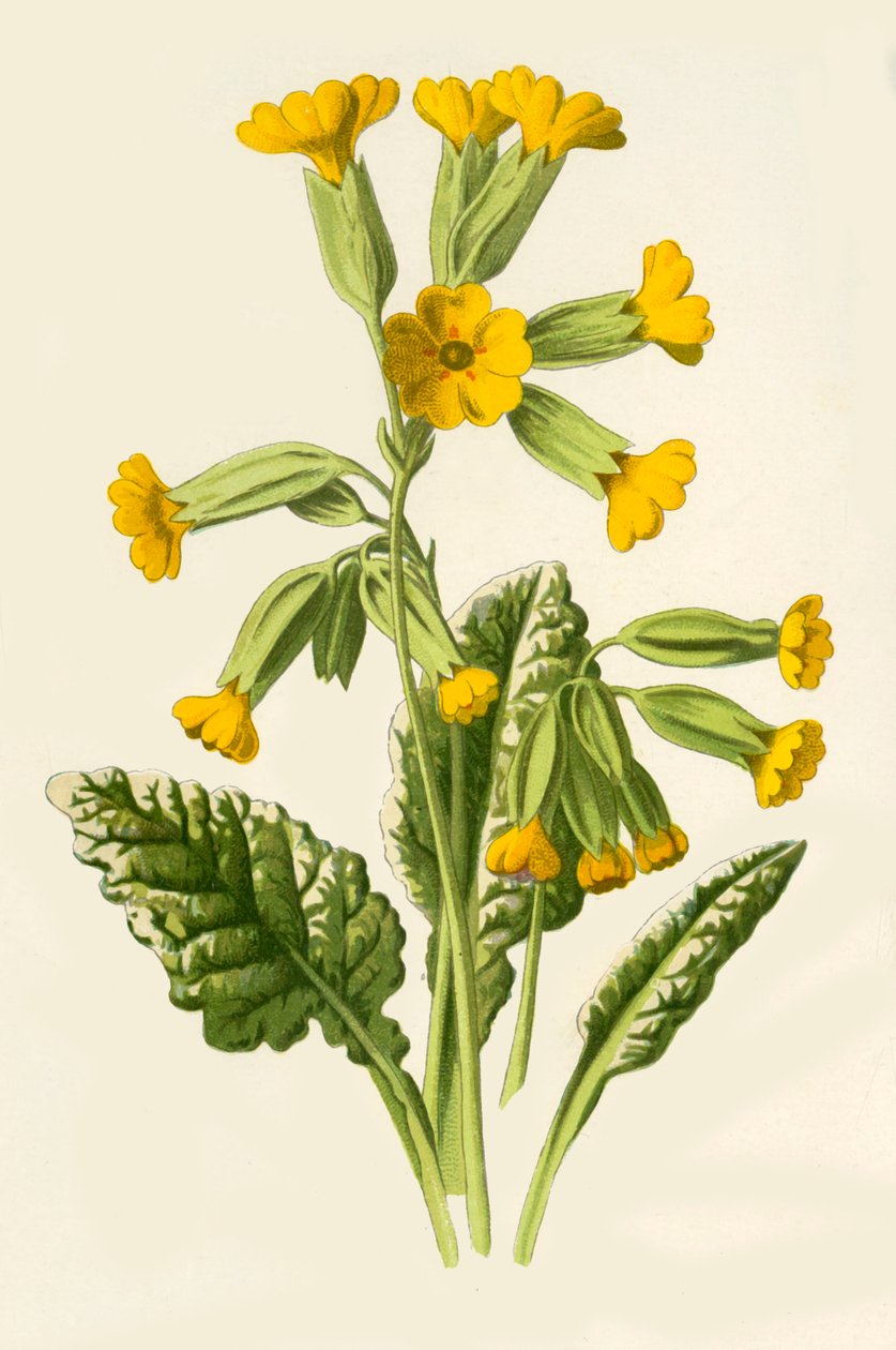 Cowslip, 1877. av Frederick Edward Hulme
