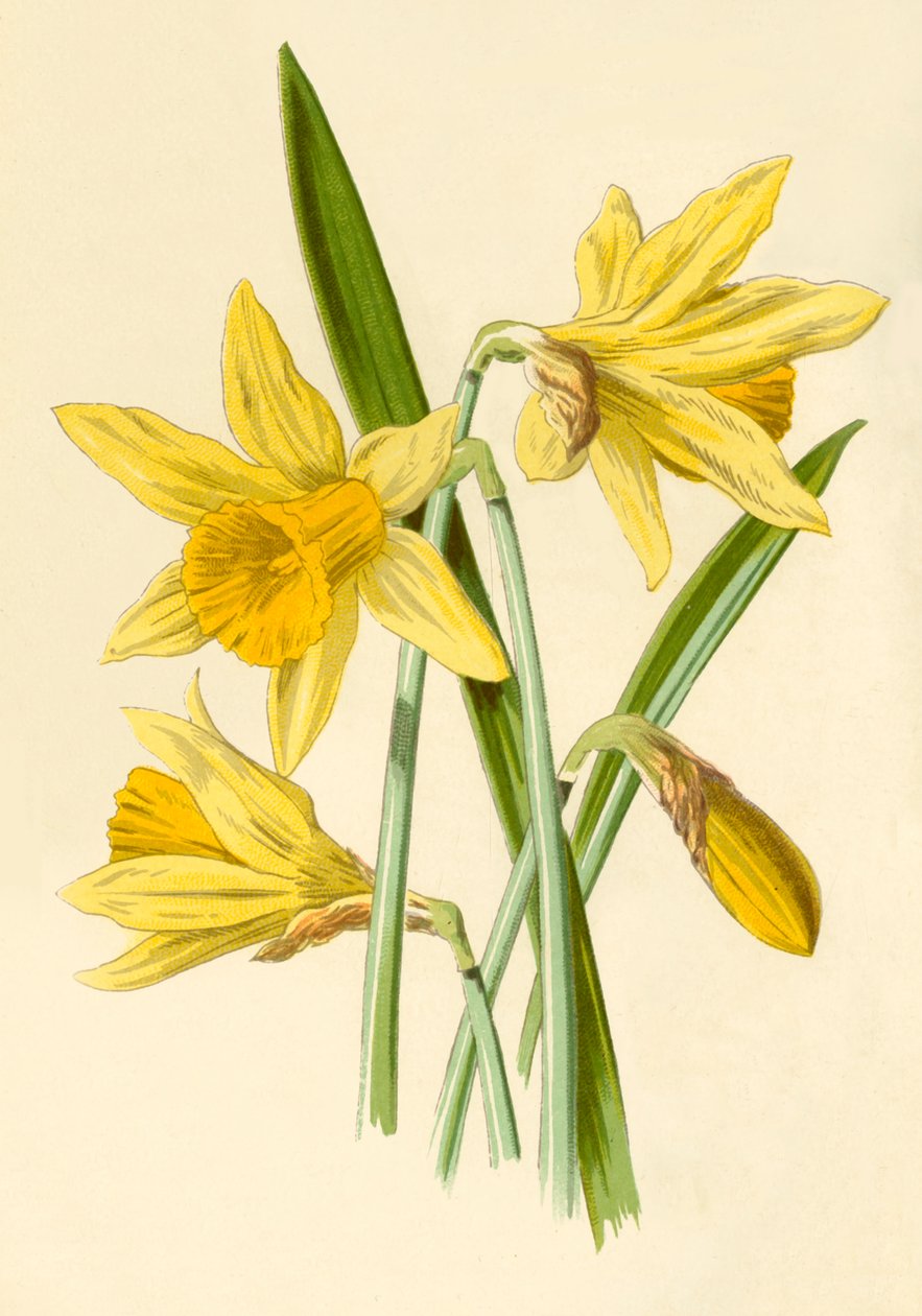 Påsklilja, 1877. av Frederick Edward Hulme