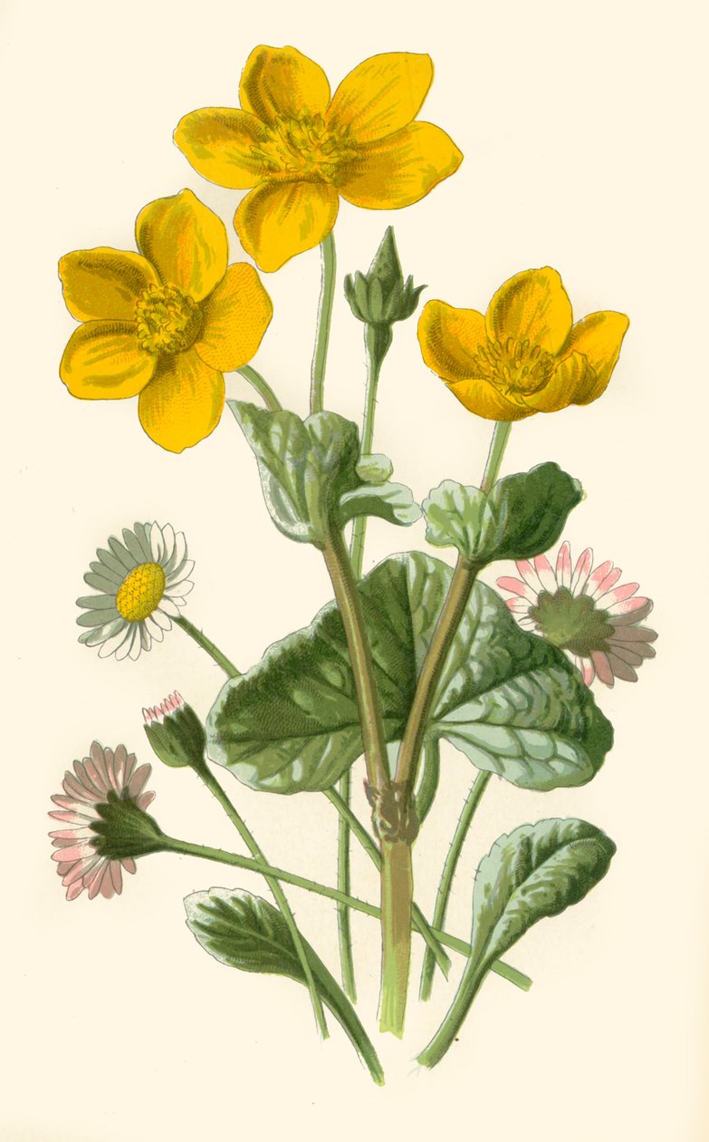 Daisy & Marsh-Marigold, 1877. av Frederick Edward Hulme