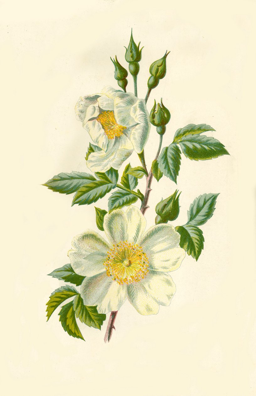 Fältros, 1877. av Frederick Edward Hulme