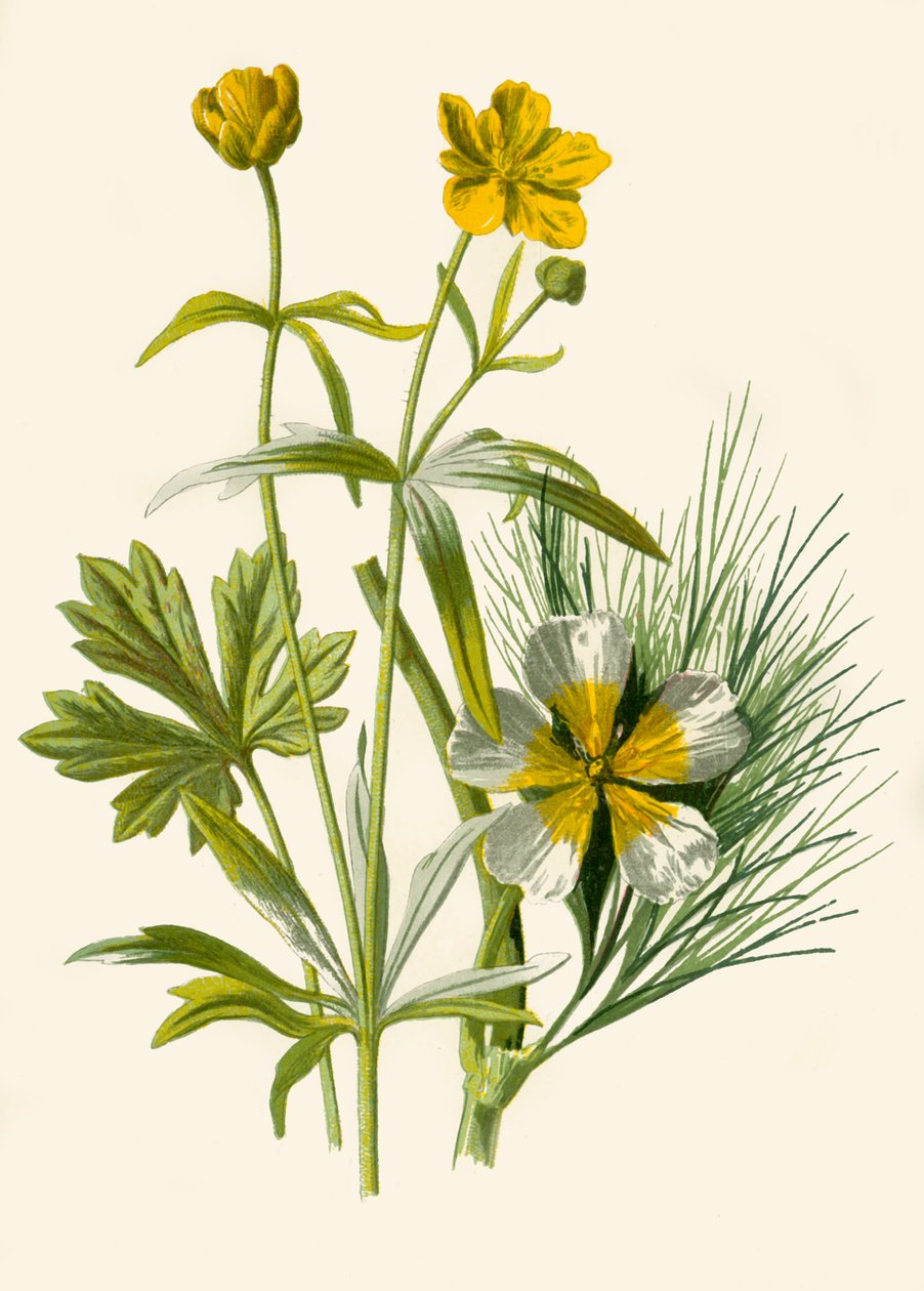 Guldlock. Water Ranunculus, 1877. av Frederick Edward Hulme