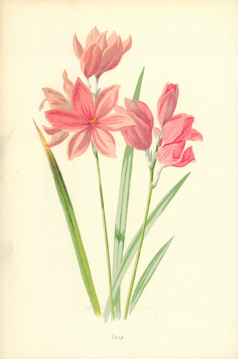 Ixia av Frederick Edward Hulme