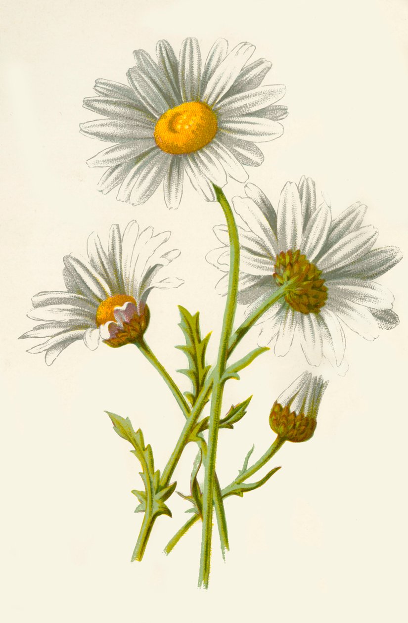 Ox-Eye Daisy, 1877. av Frederick Edward Hulme