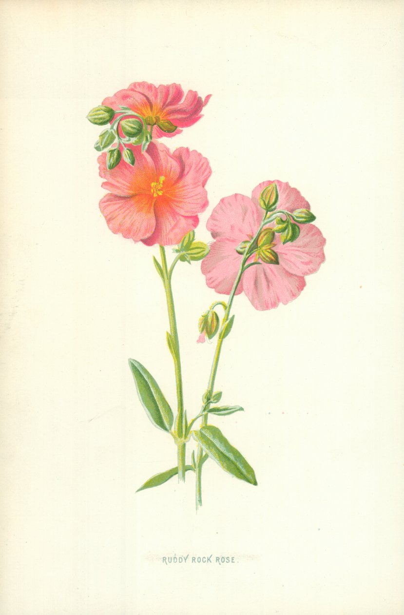 Ruddy Rock Rose av Frederick Edward Hulme