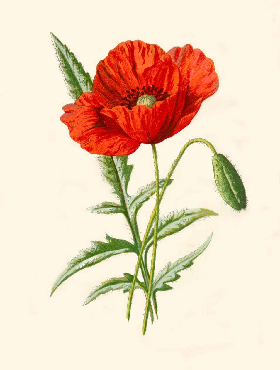 Scarlet Poppy, 1877. av Frederick Edward Hulme
