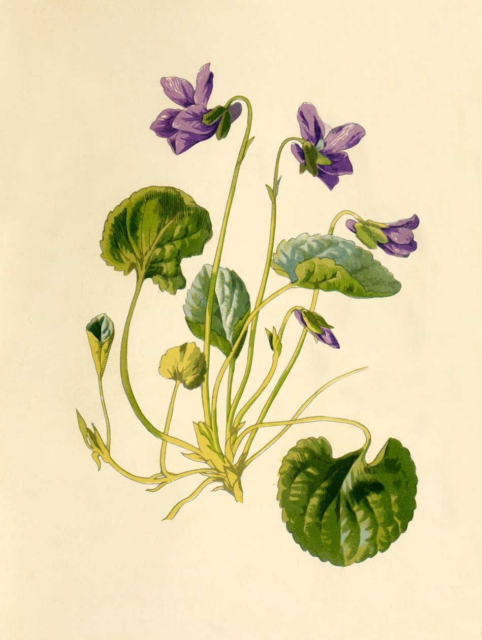 Sweet Violet, 1877. av Frederick Edward Hulme