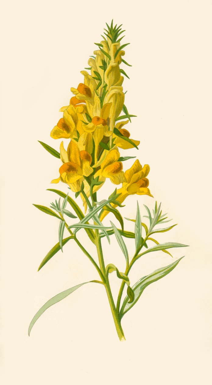 Toadlin, 1877. av Frederick Edward Hulme