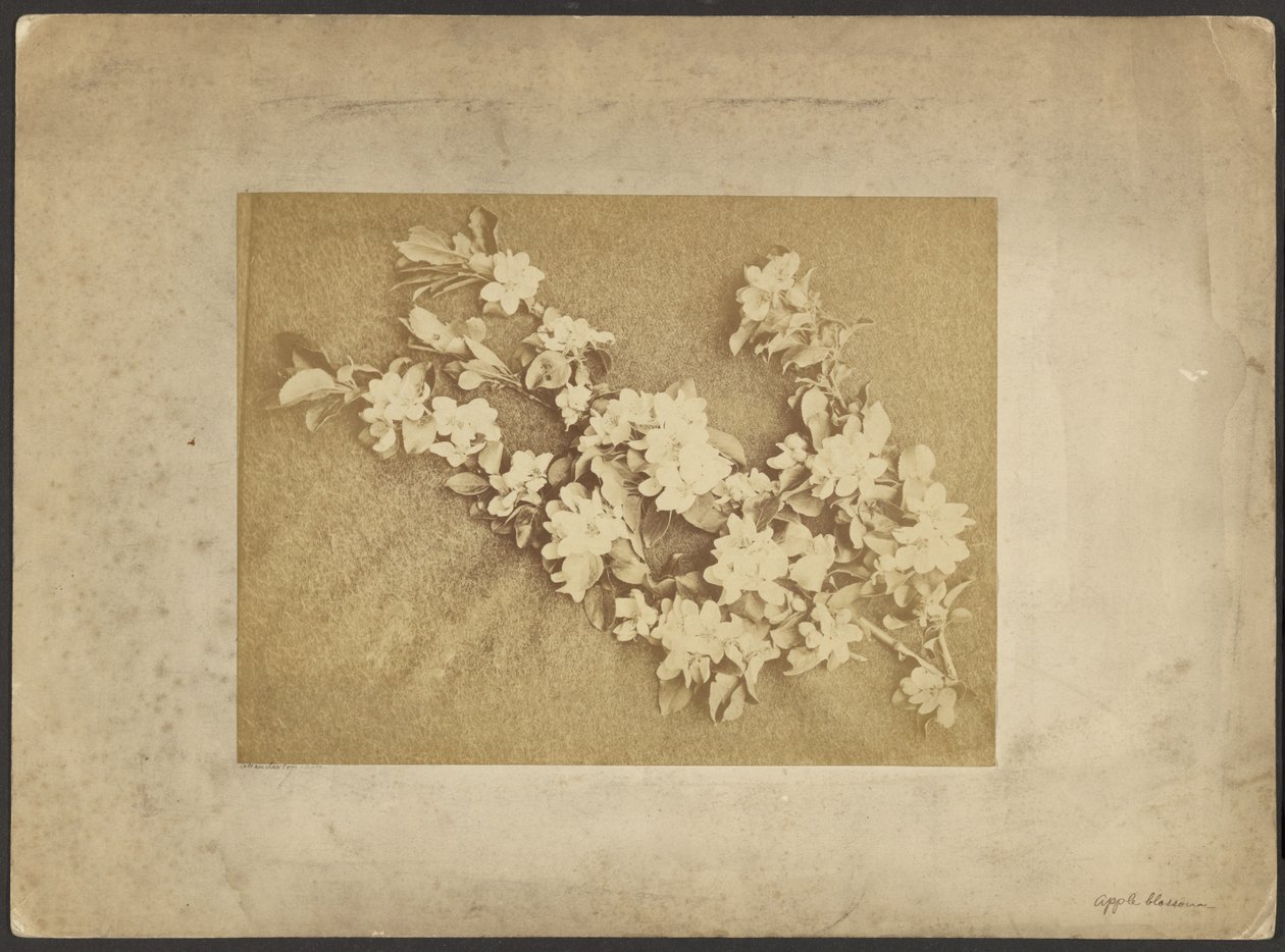 Äppelblomma av Frederick H. Hollyer