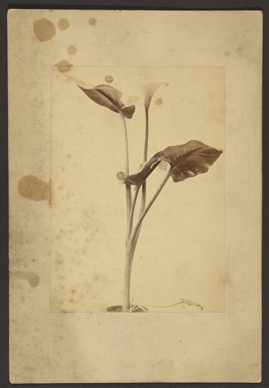 [Calla Lily]. av Frederick H. Hollyer
