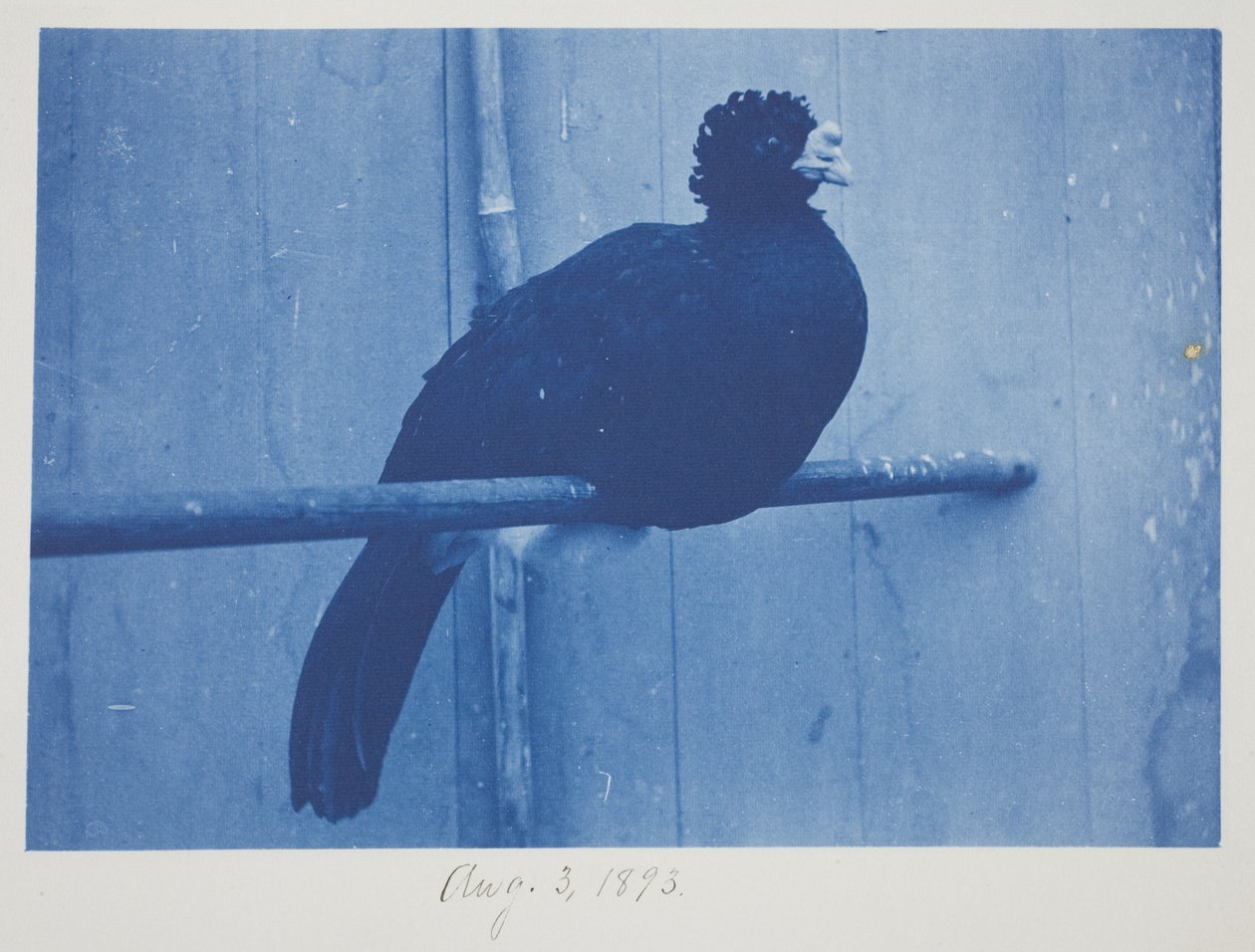 Great Curassow, 3 augusti av Frederick K. Coulson