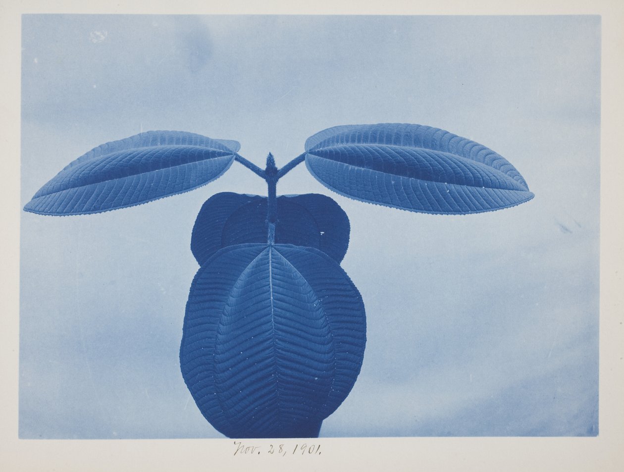 Tibouchina, 28 november av Frederick K. Coulson