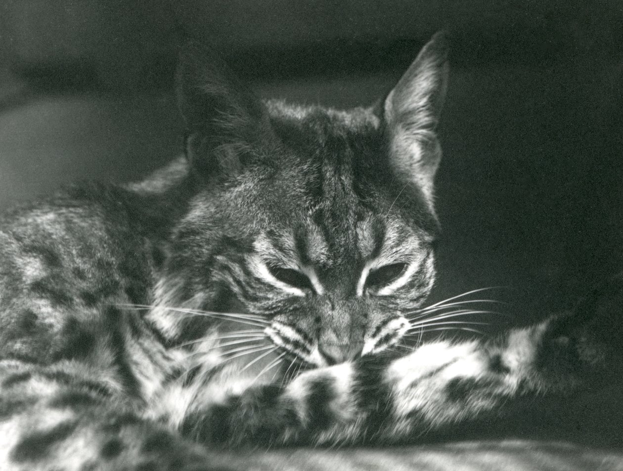 En Bay Lynx Bobcat grooming av Frederick William Bond
