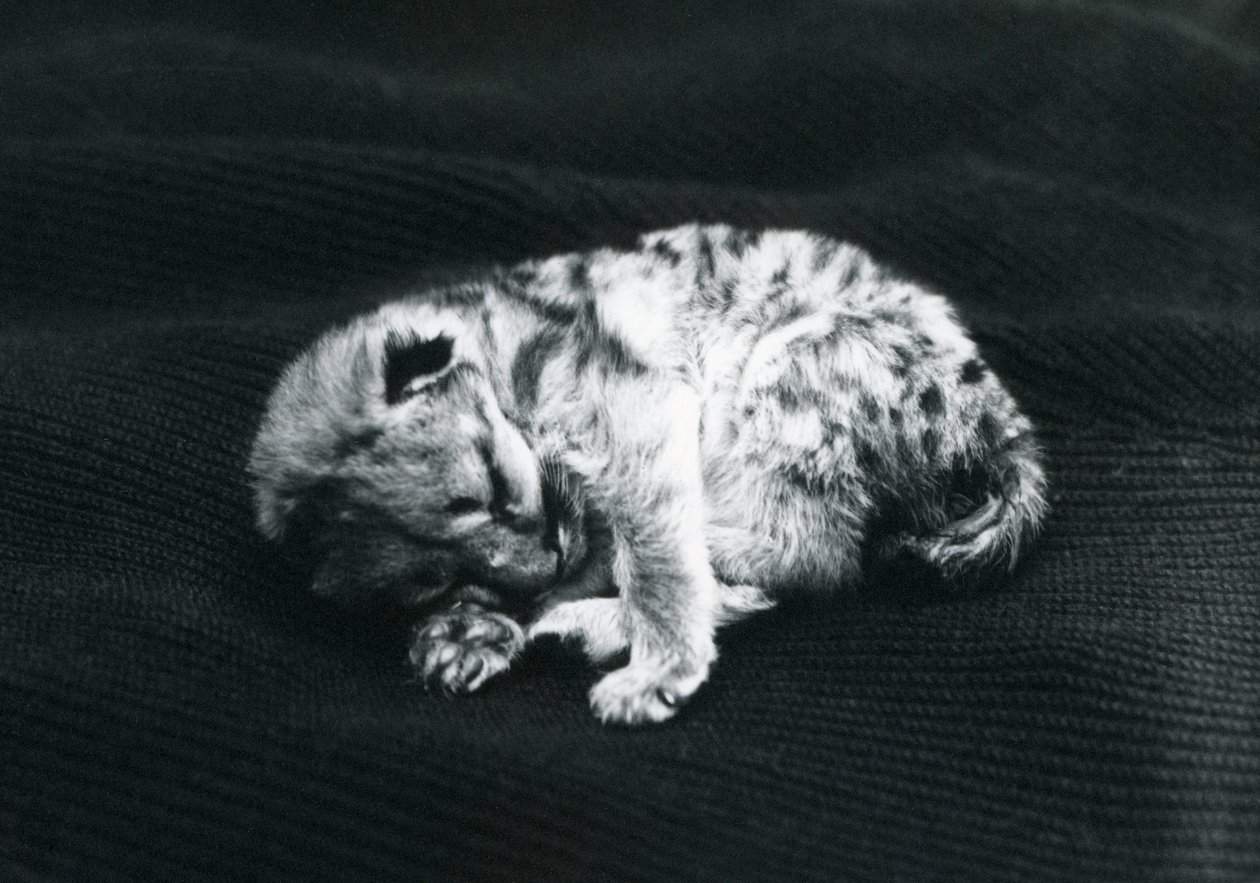 En Puma-unge på London Zoo av Frederick William Bond