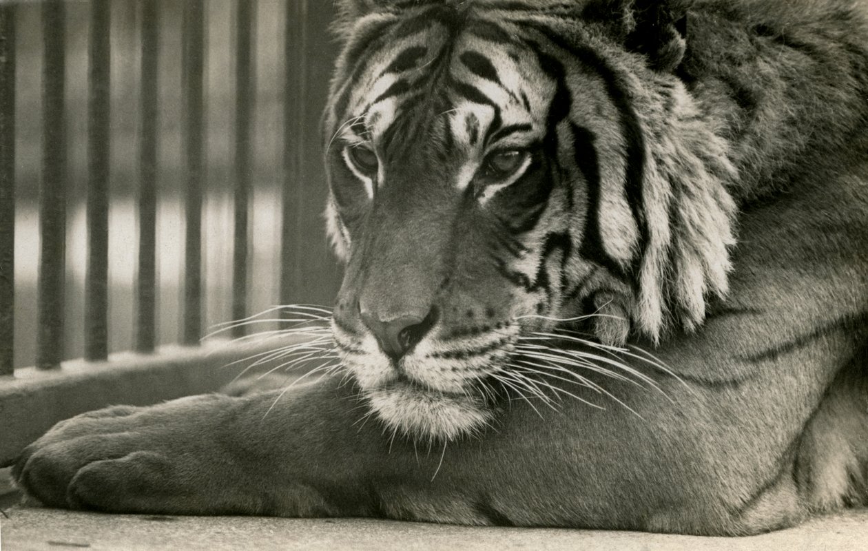 Tiger Sam på London Zoo, 1925 av Frederick William Bond