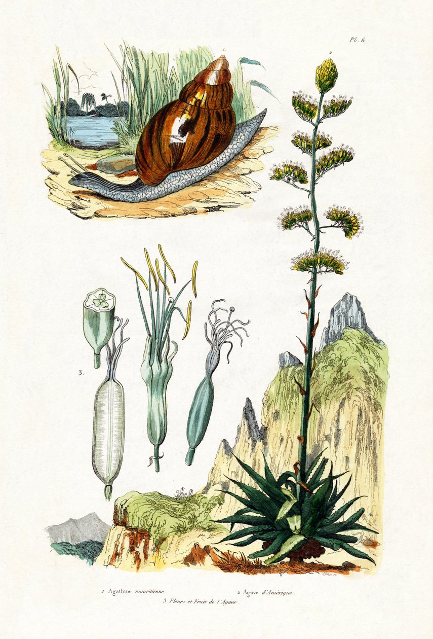 Agatsnigel, 1833-39 av French School
