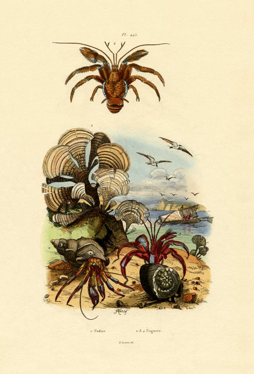 Alga, 1833-39 av French School