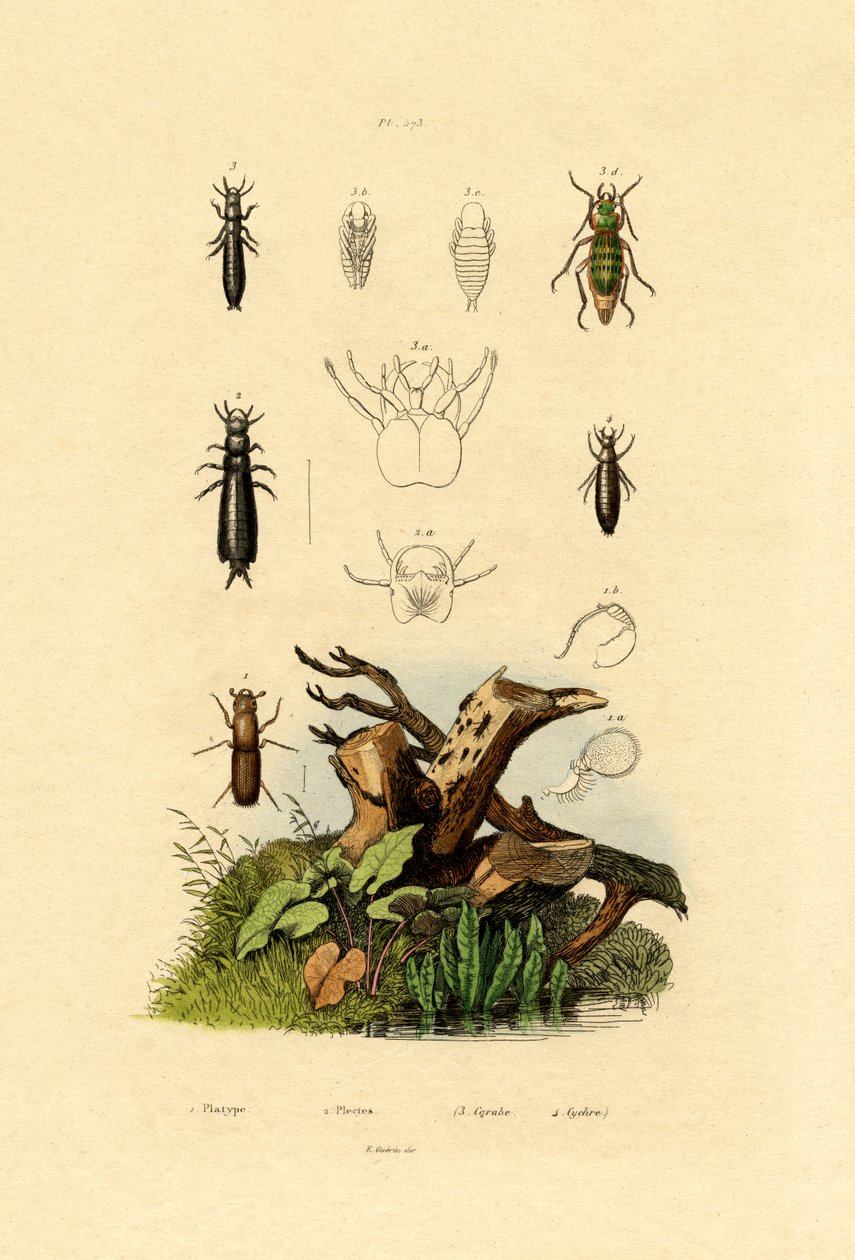 Barkbagge, 1833-39 av French School