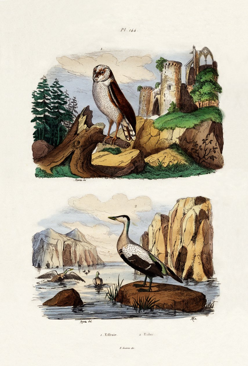 Tornuggla, 1833-39 av French School
