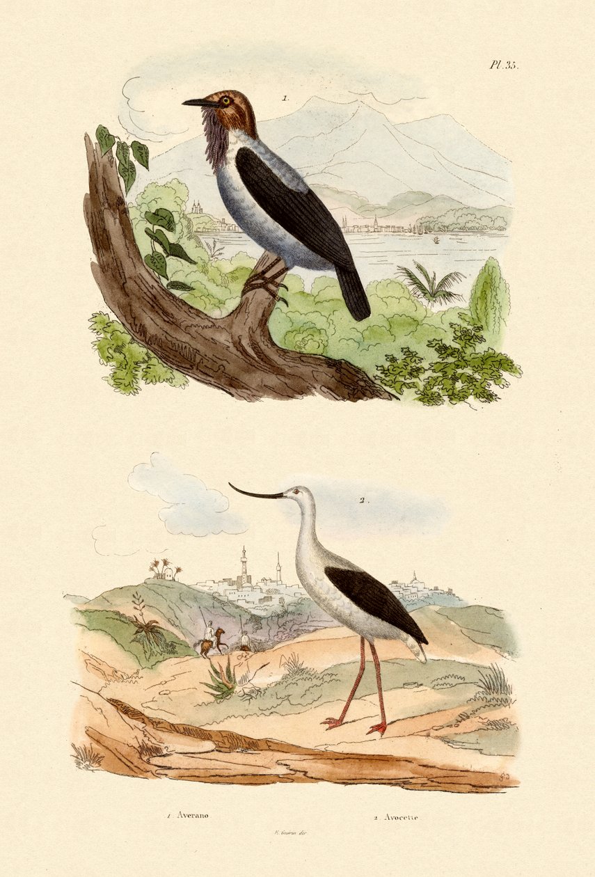 Bearded Bellbird, 1833-39 av French School
