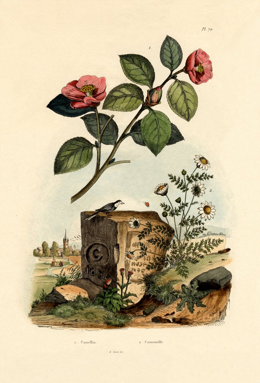 Camellia, 1833-39 av French School