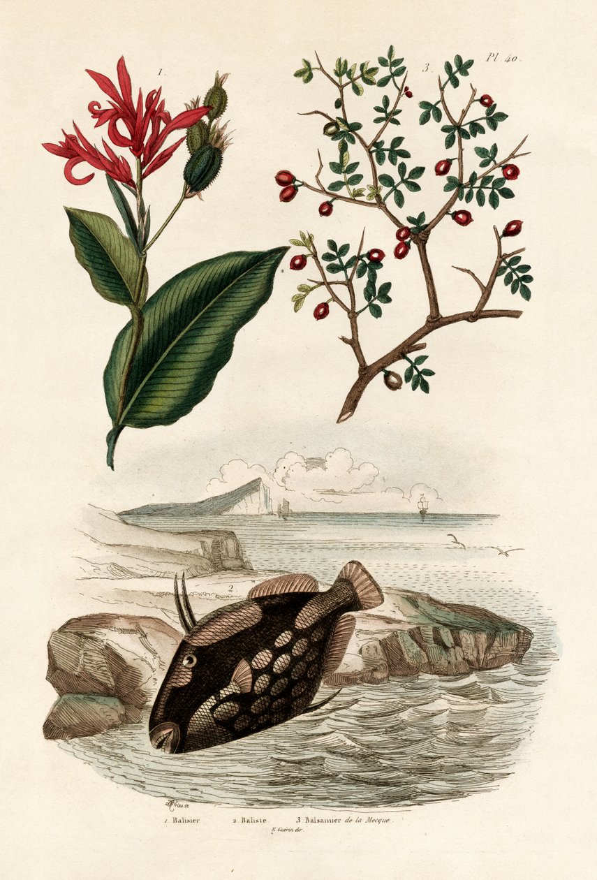 Canna, 1833-39 av French School
