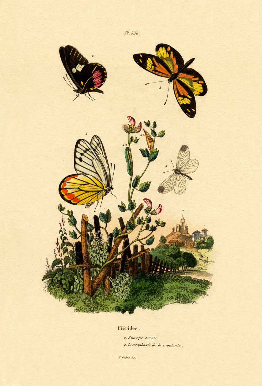 Cattleheart Mimic-White, 1833-39 av French School
