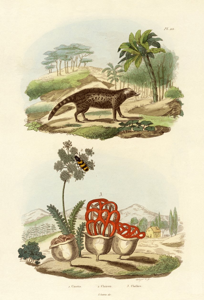 Civet, 1833-39 av French School