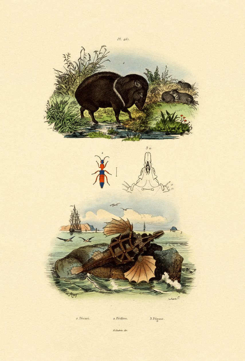 Collared Peccary, 1833-39 av French School