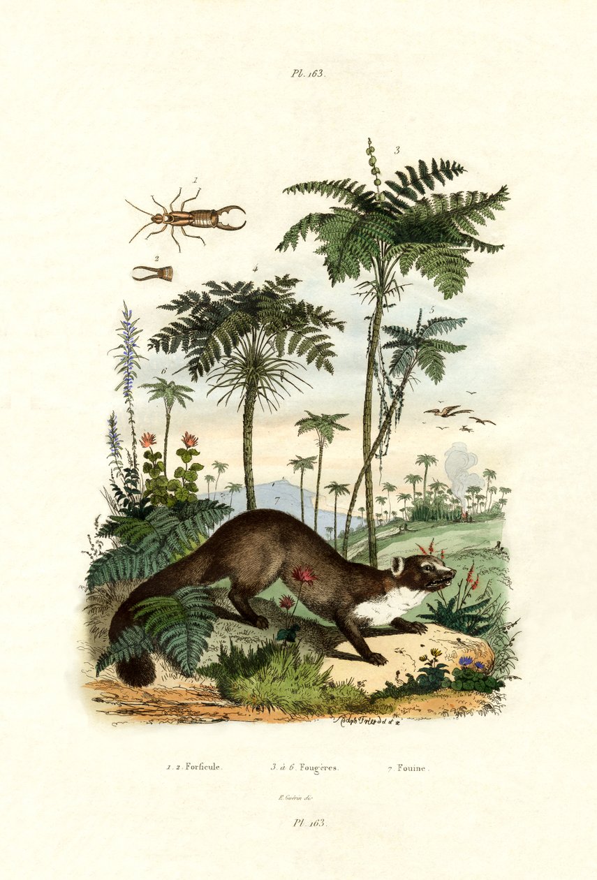 Vanlig europeisk örontvist, 1833-39 av French School