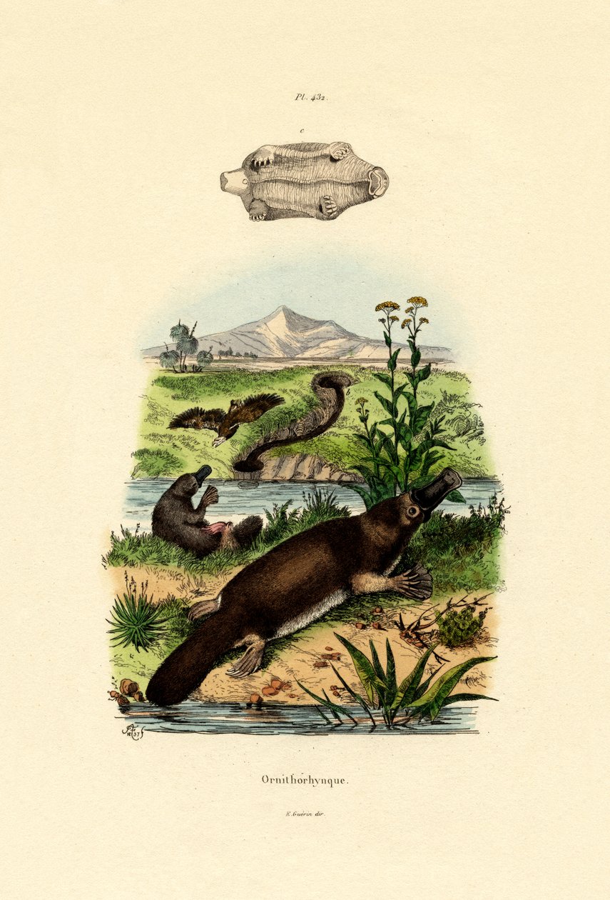 Duck-Billed Platypus, 1833-39 av French School