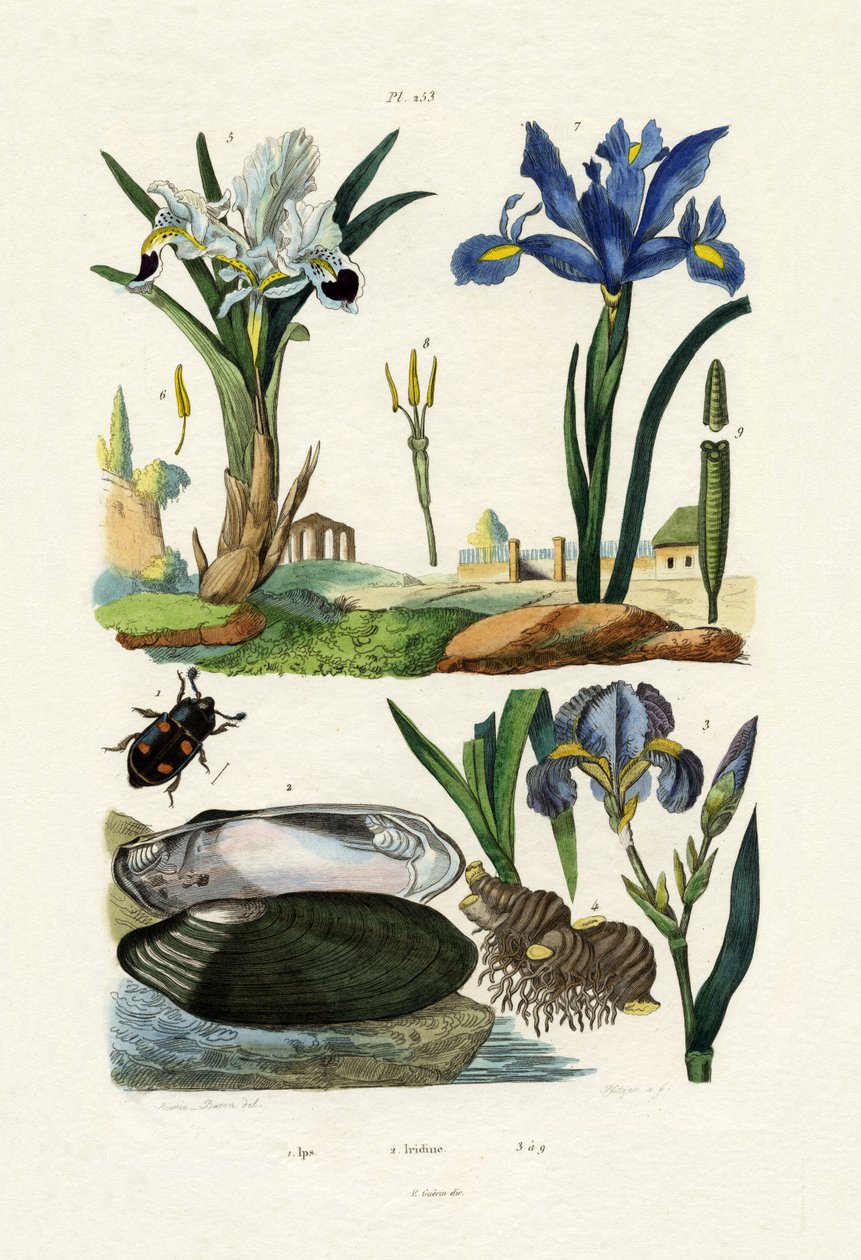 Gravörbagge, 1833-39 av French School