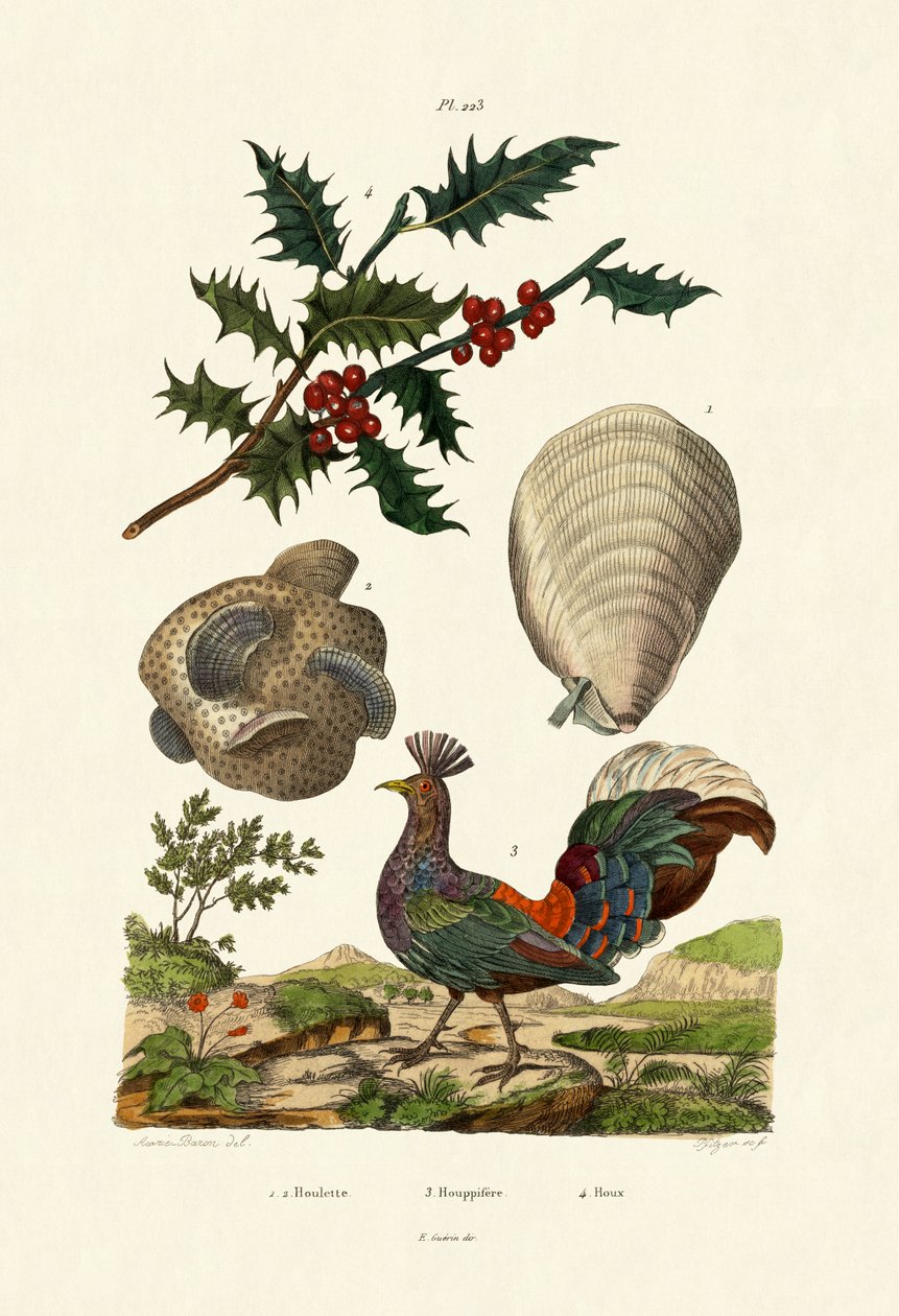 European Holly, 1833-39 av French School