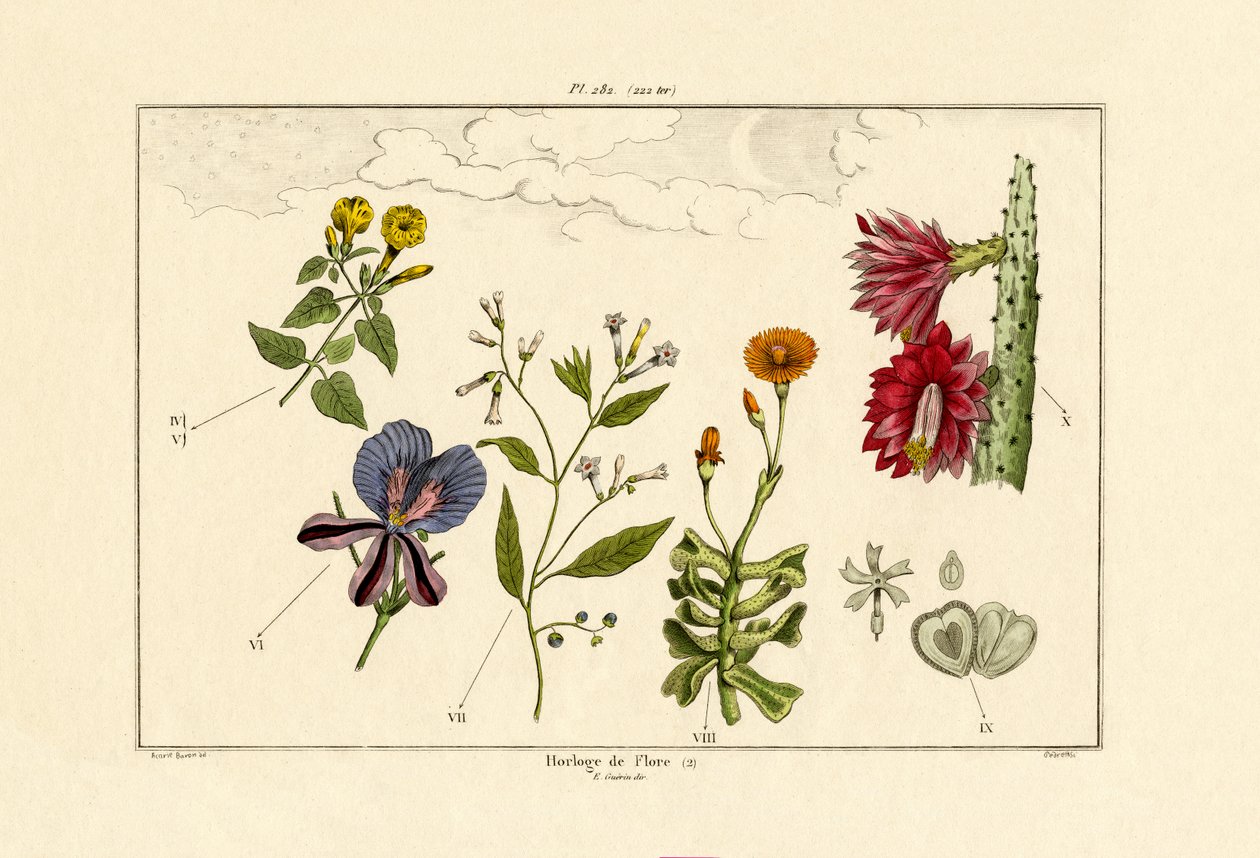 Blomklocka, 1833-39 av French School