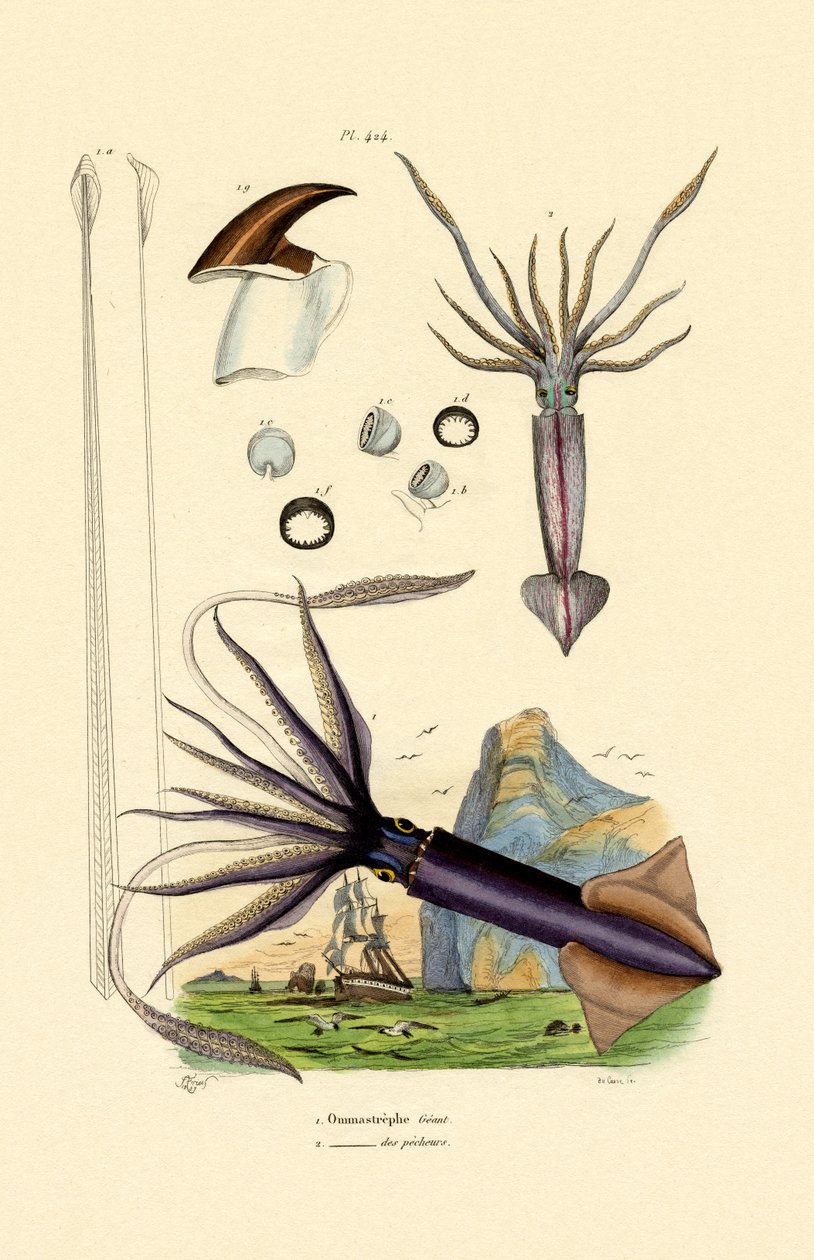 Jättebläckfisk, 1833-39 av French School