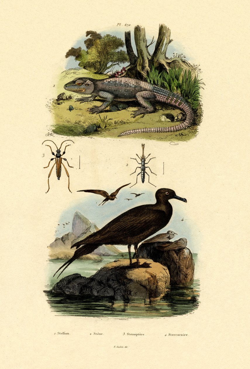 Stora Skua, 1833-39 av French School