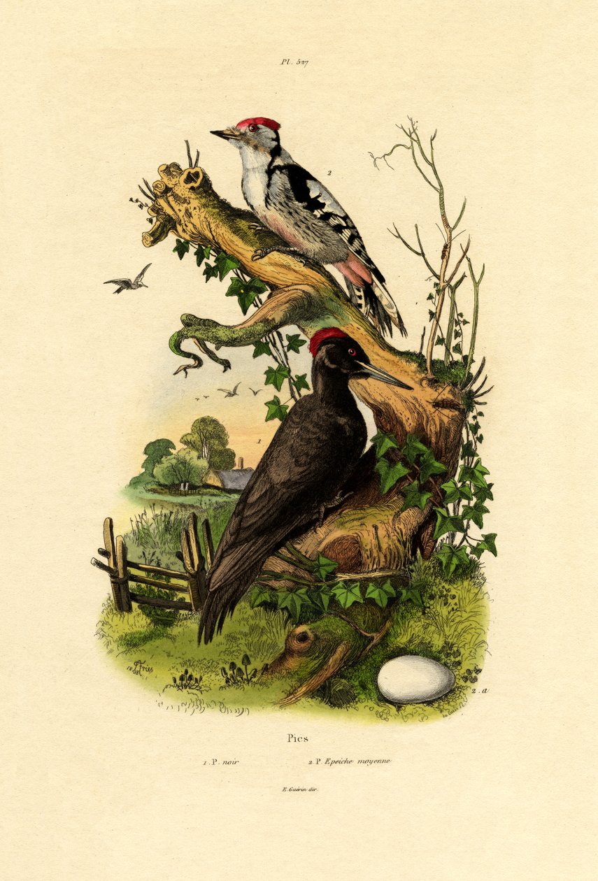 Större hackspett, 1833-39 av French School