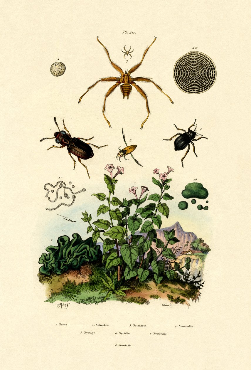 Markbagge, 1833-39 av French School