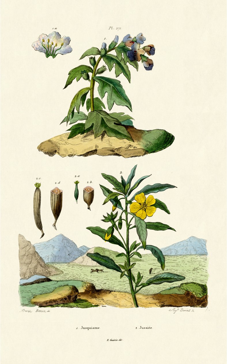 Henbane, 1833-39 av French School