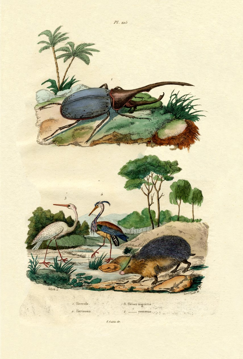 Hercules Beetle, 1833-39 av French School