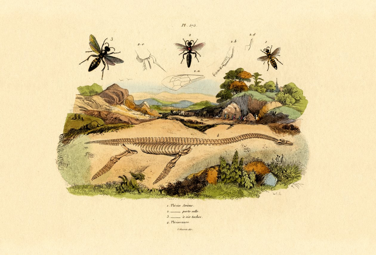 Hornet, 1833-39 av French School