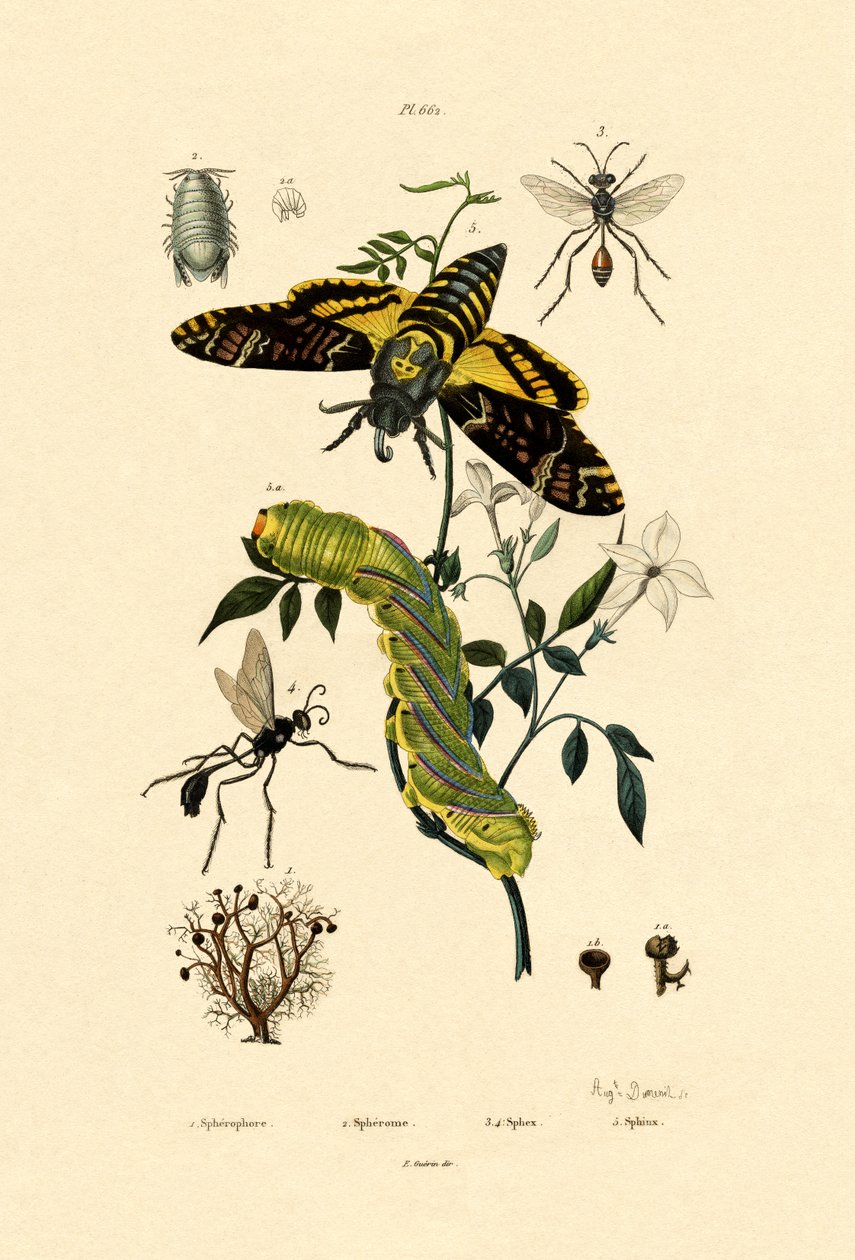 Hoverfly, 1833-39 av French School